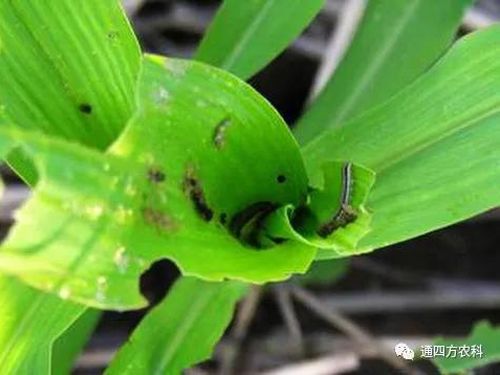 ���הQ����ô�k����ץ�o��Q��Ӱ푮a(ch��n)��!!!