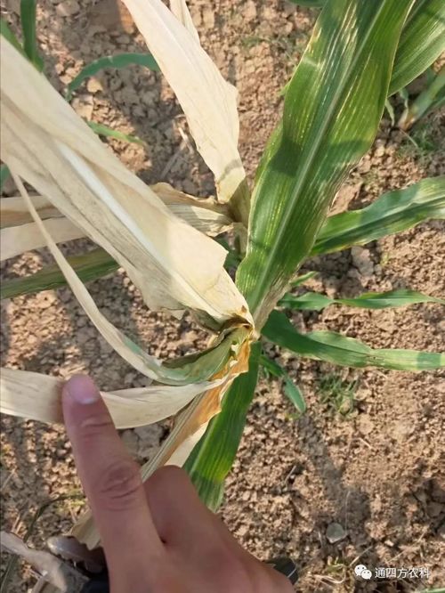 ���쵽����������ģʽ���_������(du��)������ɶΣ��������A(y��)����